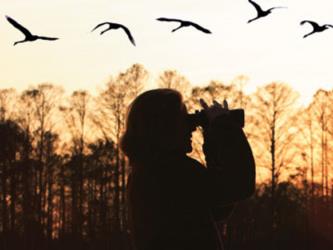 Bird Watching