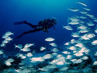 Diving