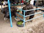 Desaru Ostrich Farm